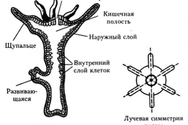 Что такое кракен шоп