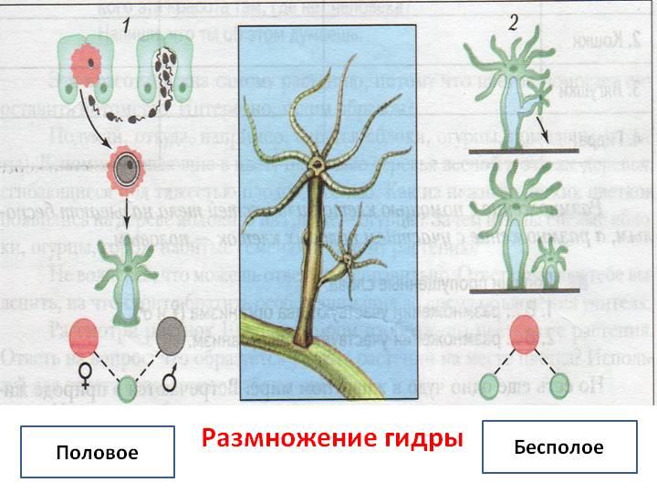 Забыл пароль кракен