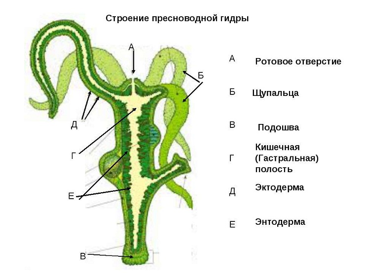 Зеркало kraken krakens16